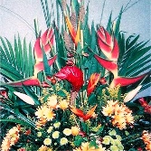 Rain Forest Arrangement F A 2